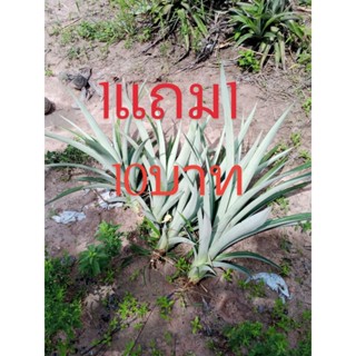 หน่อสับปะรดปัตาเวียลูกโต1แถม1