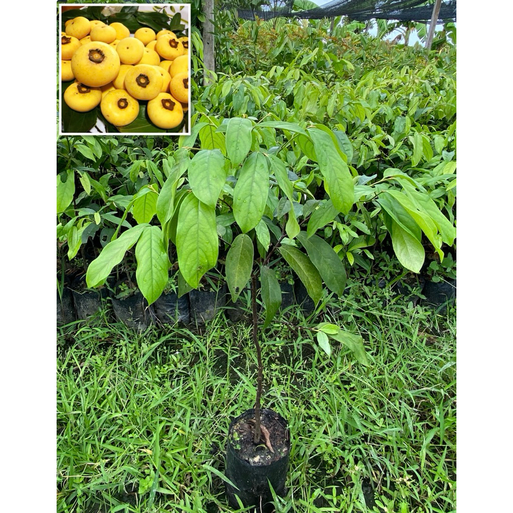 ต้นอินจัน ต้นลูกจันทร์ ต้นจันโอ ไม้มงคลหายาก (สูง 50-70cm)  รากแน่น พร้อมปลูก