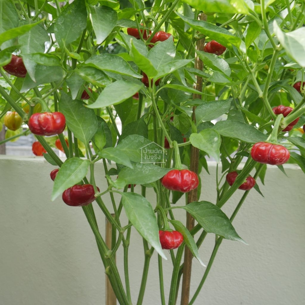 Pumpkin pepper ต้นกล้าพริกฟักทอง ในกระถาง3นิ้ว