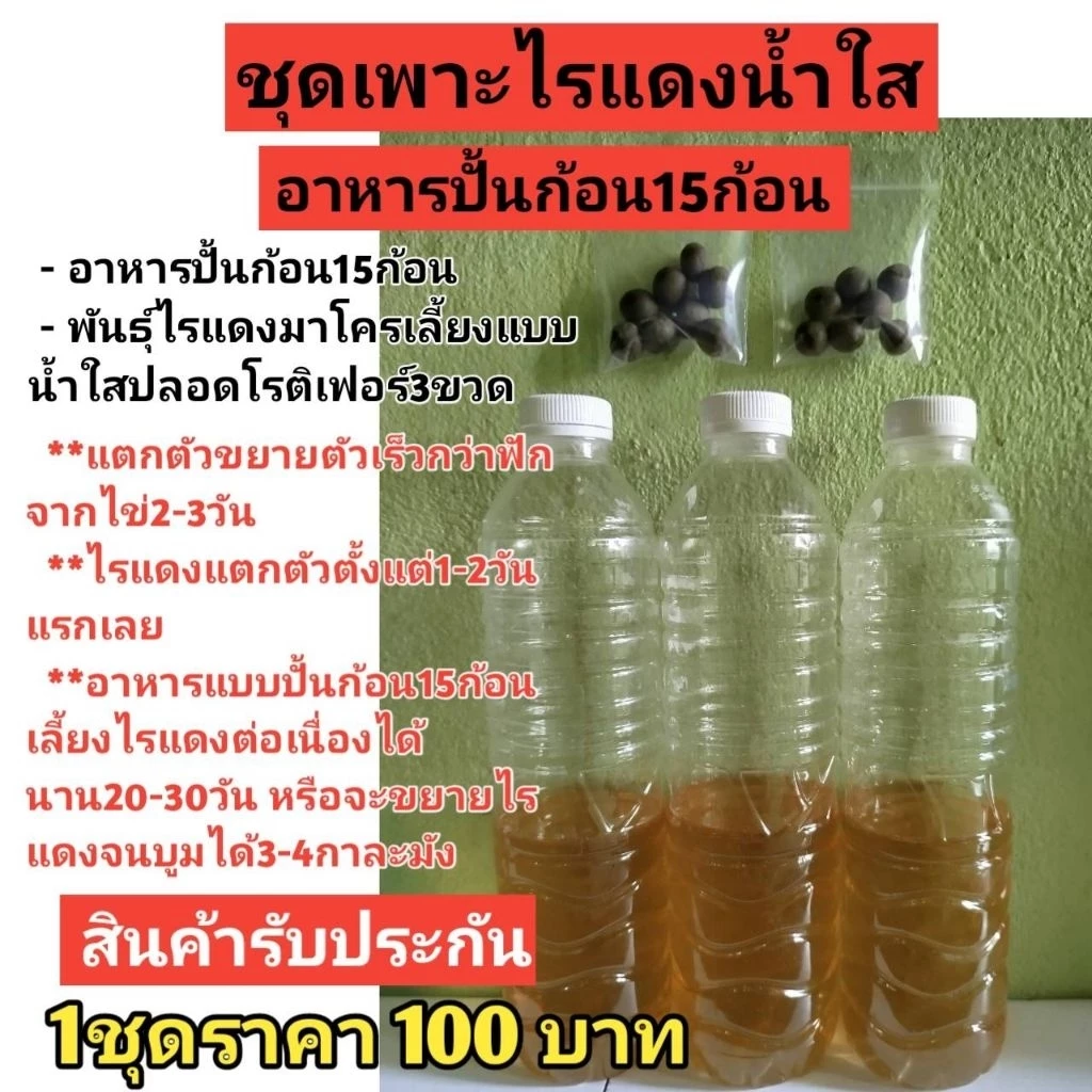 ชุดเพาะไรแดงน้ำใสอาหารปั้นก้อน15ก้อนราคา100บาท