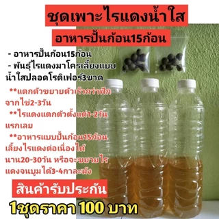 ชุดเพาะไรแดงน้ำใสอาหารปั้นก้อน15ก้อนราคา100บาท