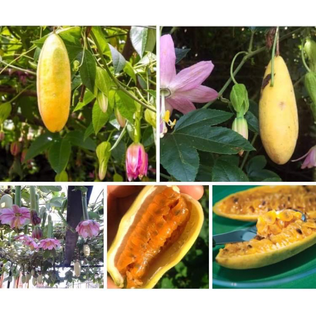 #เมล็ดเสาวรสกล้วยสีชมพู รสหวานหอม ลูกยาวๆ รีๆ เหมือนกล้วย เถาเลื้อย ปลูกทำเป็นหลังคา แนวรั้วก็ได้