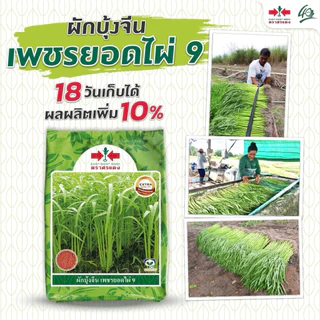 ผักบุ้งจีน เพชรยอดไผ่ 9 ศรแดง 1 กิโลกรัม