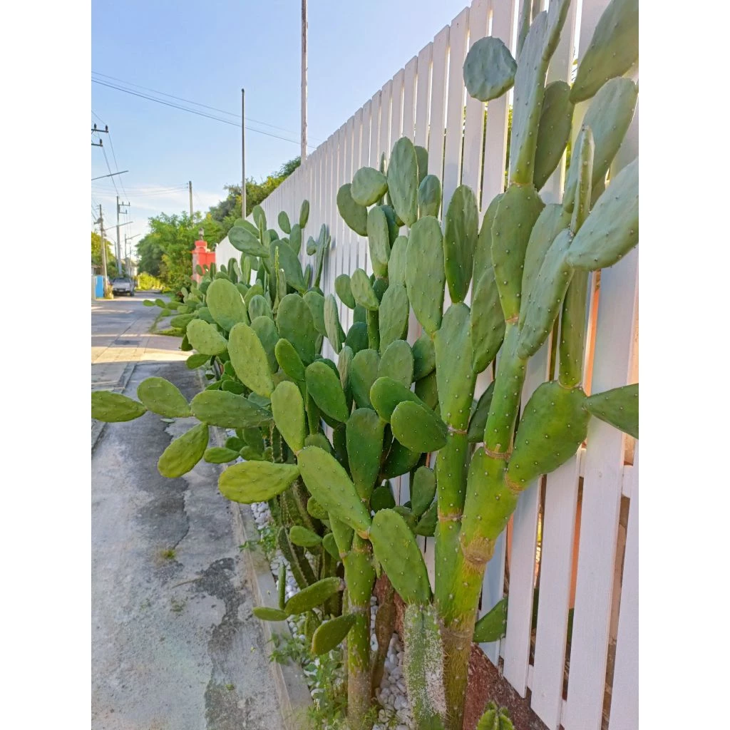 โอพันเทีย opuntia cochenillifera อาหารเต่าซูคาต้า กระบองเพชรใบเสมา หูกระต่าย มิกกี้เม้า ไร้สารพิษ มีรากทุกต้น cactus
