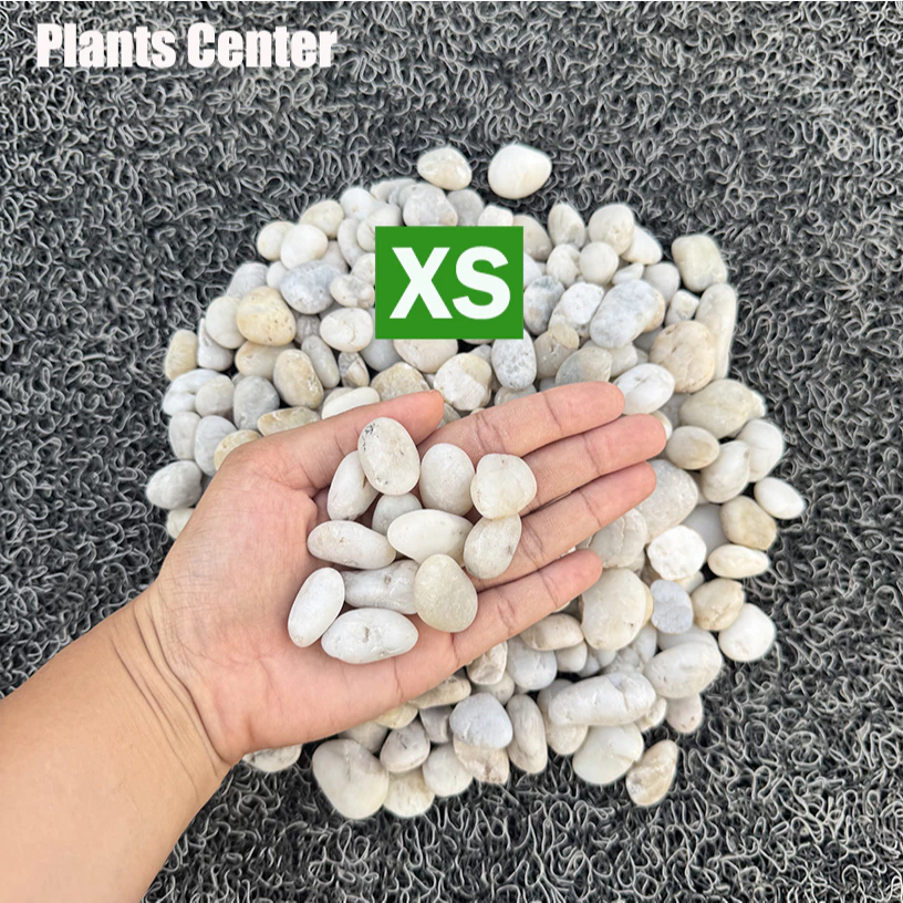 Plants Center T303 ยกกระสอบ 1kg/6-7kg. หินแม่น้ำ หินขาว หินกรวด สำหรับตกแต่งสวนและตู้ปลา thumbnail 5