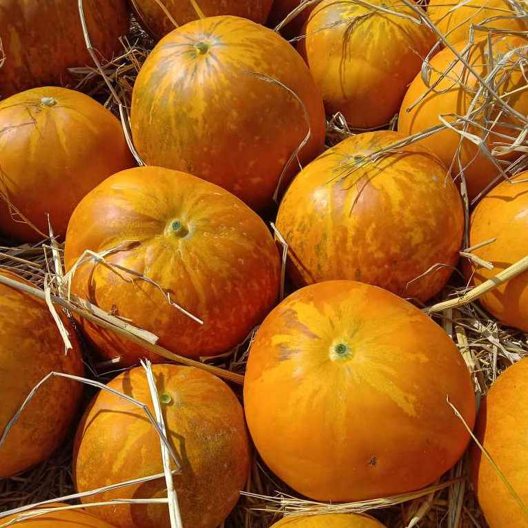 เมล็ดพันธ์ุ แตงไท ผลกลม 40-100 เมล็ด อัตรางอกสูง โตเร็ว ปลูกง่าย ทนร้อน ทนแล้ง ดูแลง่าย [10 แถม 1 คละได้]