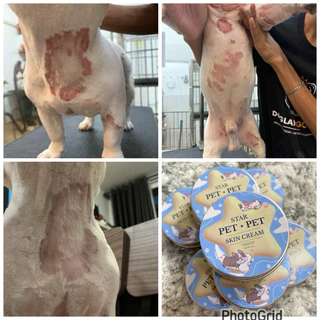 Starpetpet skin cream ครีมเชื้อราหมาแมว ยีสต์ ผื่น ตุ่มแดง(2)