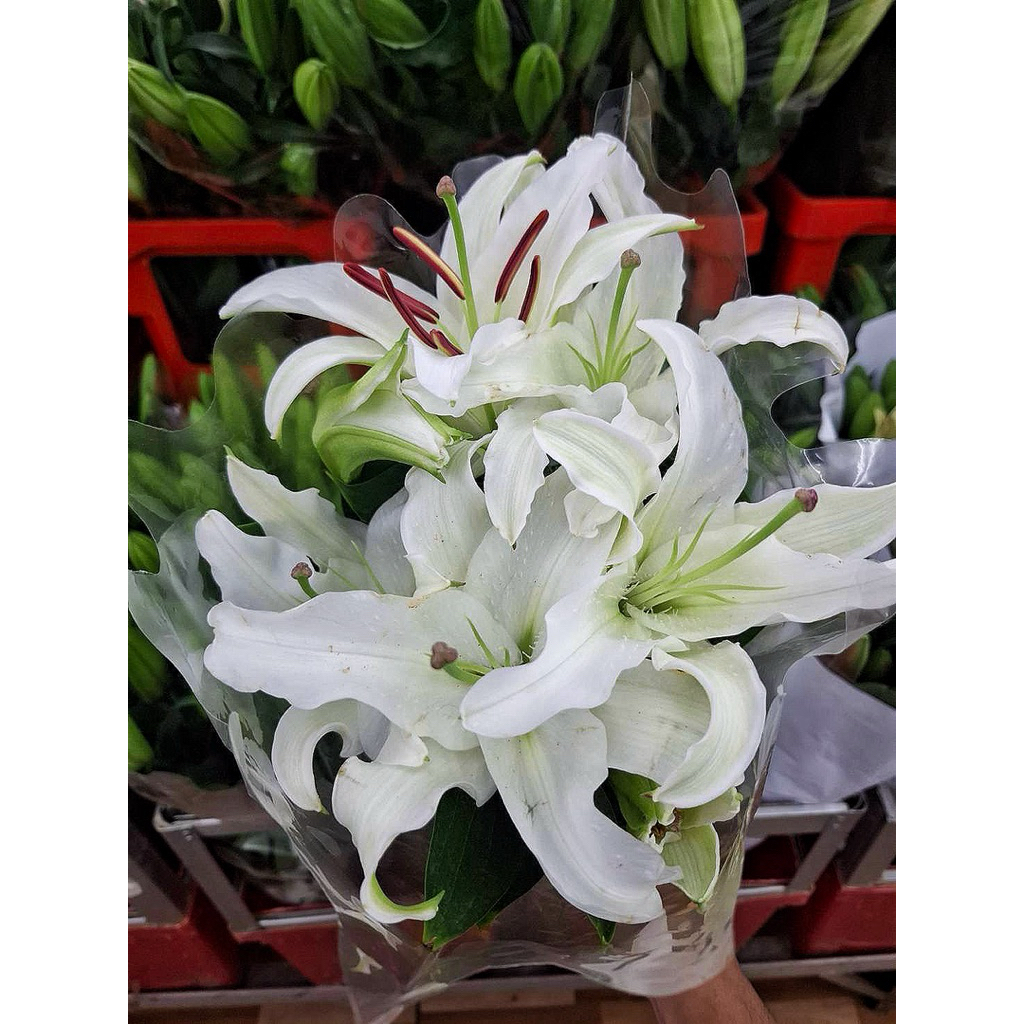 ดอกไม้สด พร้อมส่ง ราคาถูก ลิลลี่ช่อ ลิลลี่เดี่ยว  สีขาว ชมพู เหลือง กลิ่นหอมอ่อน เหมาะเป็นของขวัญ - รูปที่ 6