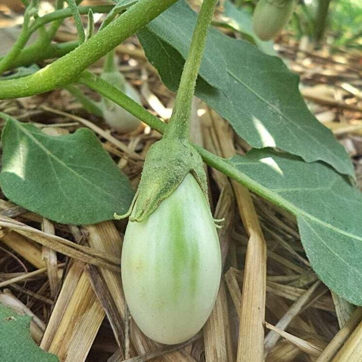 เมล็ดพันธุ์มะเขือไข่เต่าเขียว 90-200 เมล็ด ปลูกง่าย ทนแดด ทนโรค ผลกลมรี สีเขียวเข้ม เนื้อแน่น [10 แถม 1 คละได้]