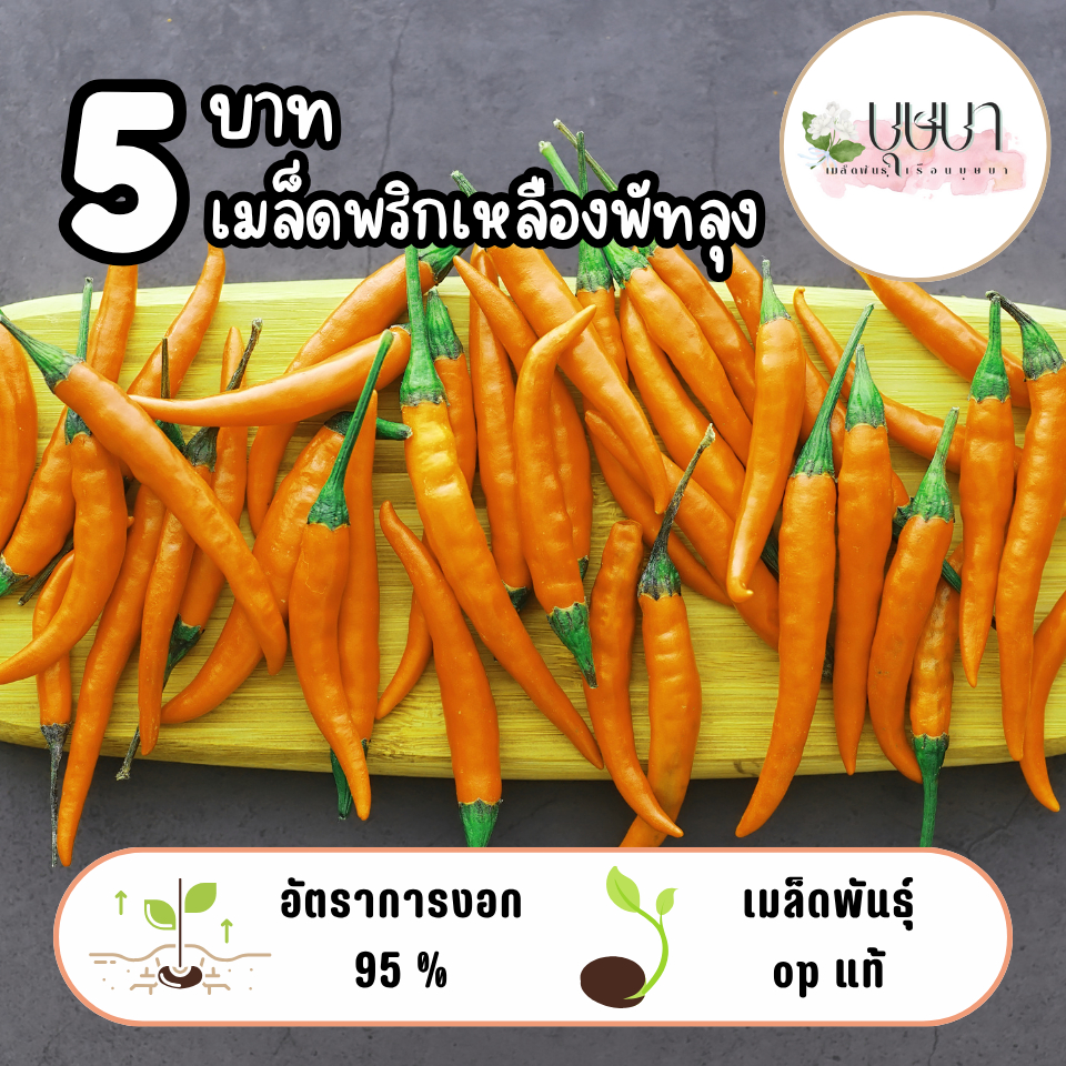 เมล็ดพริกเหลืองพัทลุง 5บาท 10เมล็ด