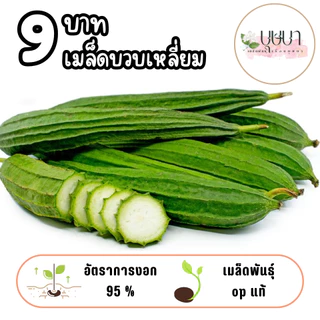 เมล็ดบวบเหลี่ยม 9บาท 20เมล็ด