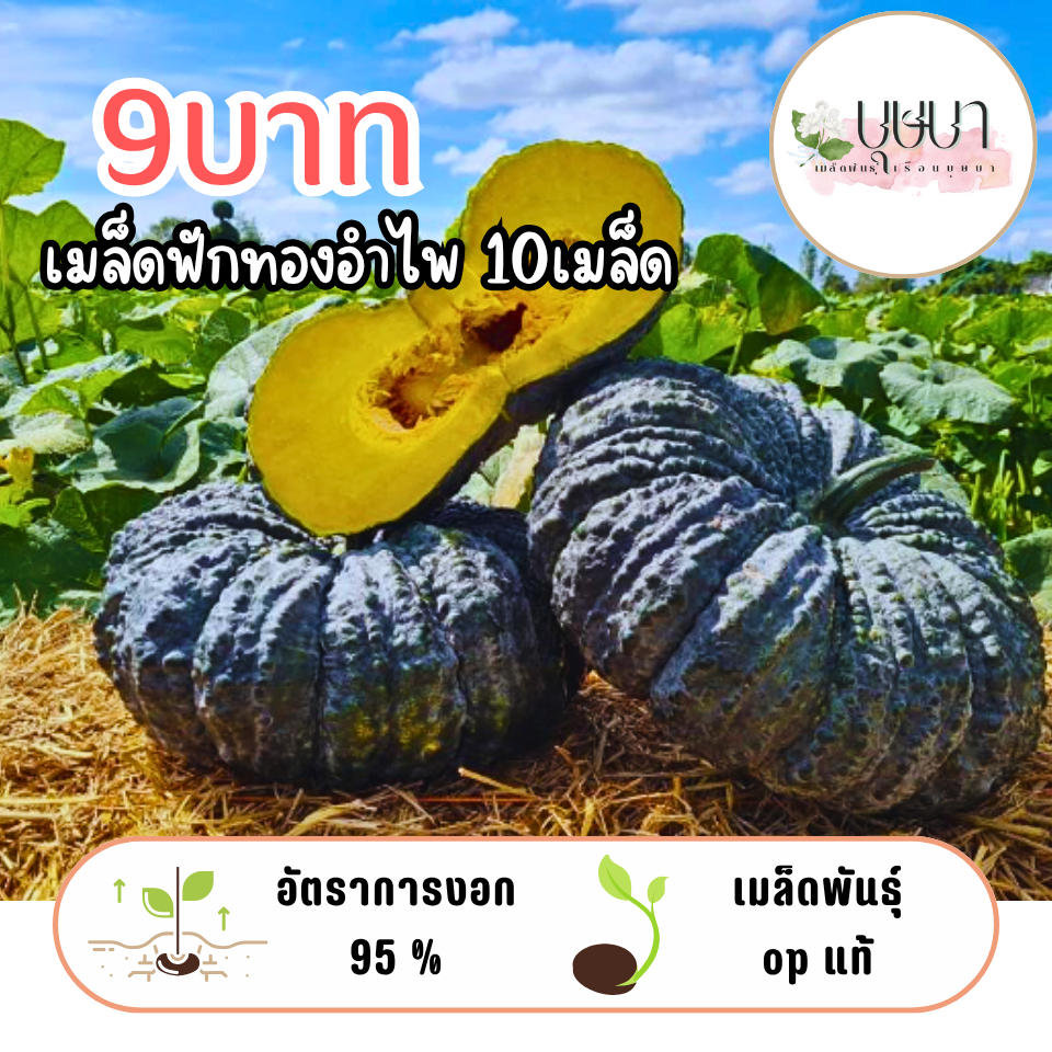 เมล็ดฟักทองอำไพ 9บาท 10เมล็ด