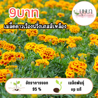 ดาวเรืองฝรั่งเศสเหลือง 9บาท 50เมล็ด
