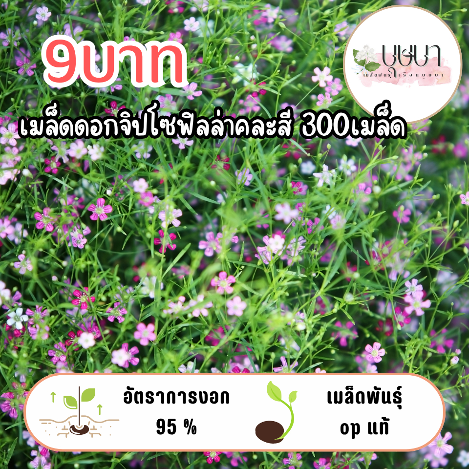 เมล็ดจิปโซฟิลล่าคละสี 9 บาท 50เมล็ด