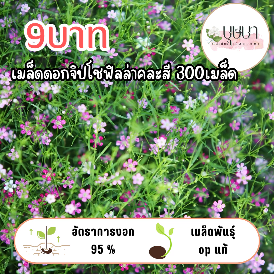 เมล็ดจิปโซฟิลล่าคละสี 9 บาท 50เมล็ด