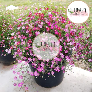 เมล็ดจิปโซฟิลล่าคละสี 9 บาท 50เมล็ด