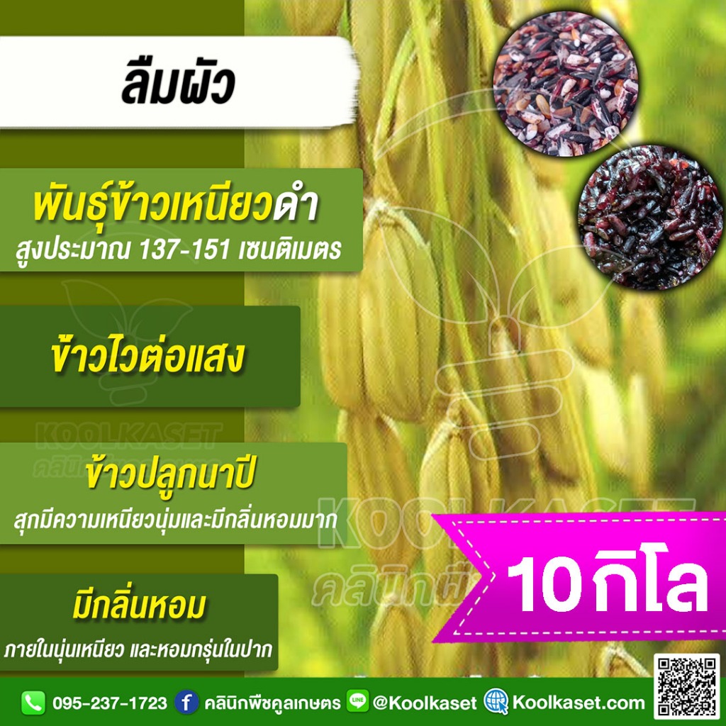 เมล็ดพันธุ์​ข้าว ข้าวเหนียวดำ ข้าวก่ำ ลืมผัว พันธุ์แท้ เพชรบูรณ์ ข้าวนาปี ไวแสง นุ่ม 10 กก. คูลเกษตร ไรซ์ KR30