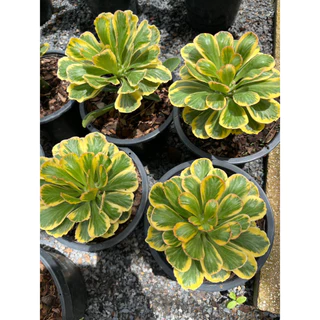 นาคราชทองอำพันด่างเหลือง ต้นมังกรทอง นาคราชทองคำ ต้นไม้มงคล Euphorbia Poissonii Variegata