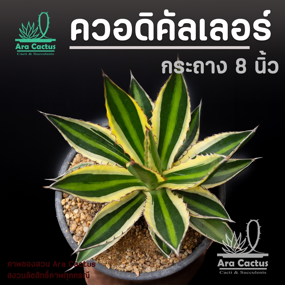 สวนขายเอง! อากาเว่สี่สี ควอดิคัลเลอร์ Agave lophantha quadricolor ไซส์กระถาง 8นิ้ว แคคตัส กระบองเพชร ต้นไม้ประดับ อวบน้ำ
