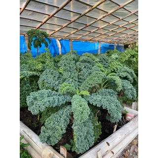 เมล็ดพันธุ์เคลใบหยิก Dwarf blue kale F1 อัตราการงอกของเมล็ด 95% เพาะง่าย ใบหยิกตรงปก สายพันธุ์ที่ปลูกในประเทศไทยได้จริง