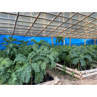 เมล็ดพันธุ์เคลใบหยิก Dwarf blue kale F1 อัตราการงอกของเมล็ด 95% เพาะง่าย ใบหยิกตรงปก สายพันธุ์ที่ปลูกในประเทศไทยได้จริง