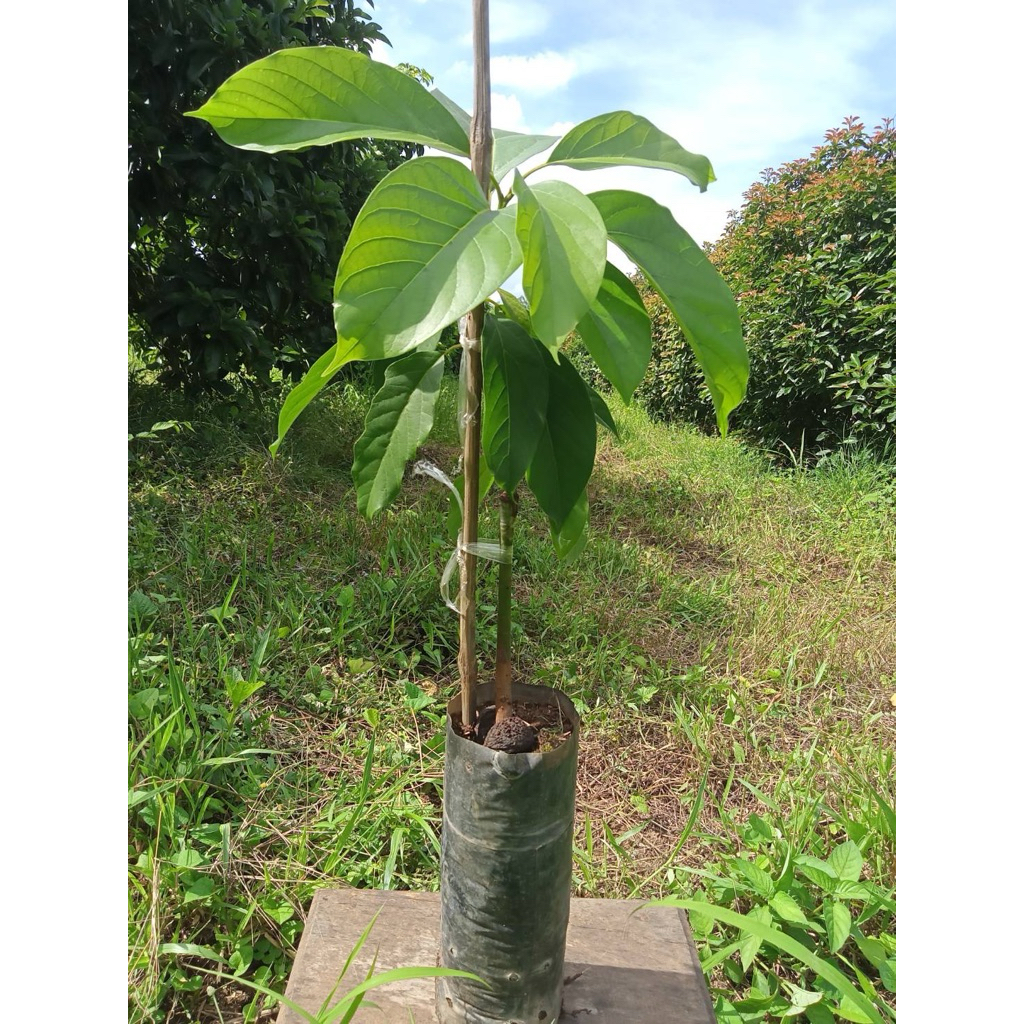 ต้นอะโวคาโด้ A034 เวียดนาม เปลี่ยนยอด สูง 60 ถึง 80 cm.