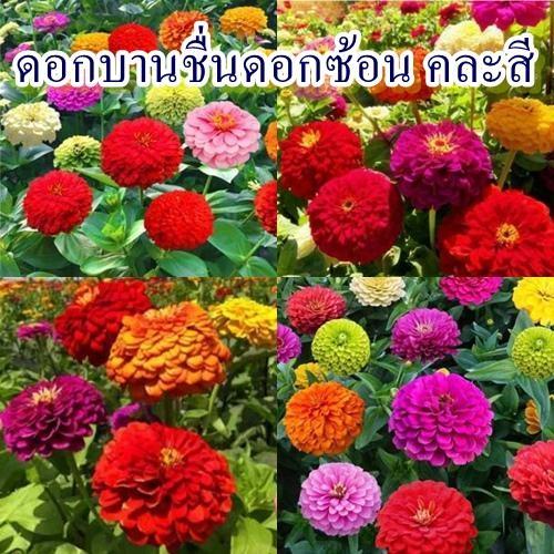 50+ เมล็ด เมล็ดดอกบานชื่นดอกซ้อน คละสี (ปลูกง่าย ดอกซ้อนกันคละสี เมล็ดคละสีในซองแล้ว มีสีแดง ส้ม เขียว ชมพู และเหลือง)