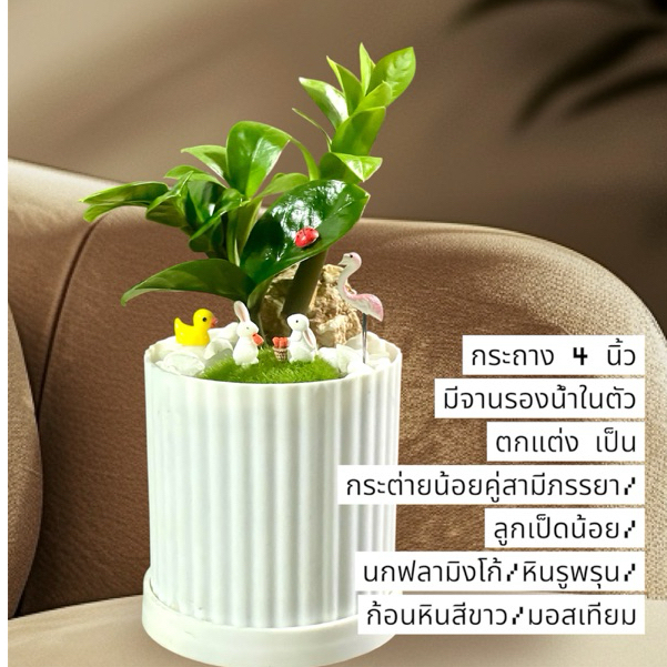 กวักมรกตแคระ พันธุ์ฮอลแลนด์ Zamioculcas Zamifolia Dwarf (Holland) 🍀☘️🌿🌱⁣