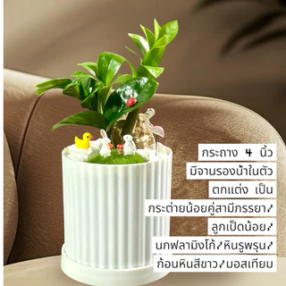 กวักมรกตแคระ พันธุ์ฮอลแลนด์ Zamioculcas Zamifolia Dwarf (Holland) 🍀☘️🌿🌱⁣