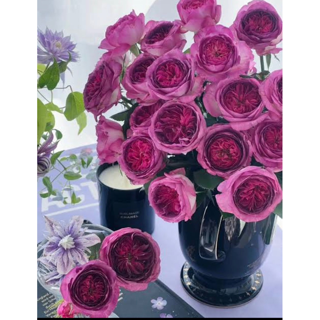 Thierry marx rose 💜🌹 เทียรี่มาร์ค #ดอกหอมแรง สีม่วงเม็ดมะปราง ทรงพุ่ม💋หนา ดอกบานทน ก้านยาว