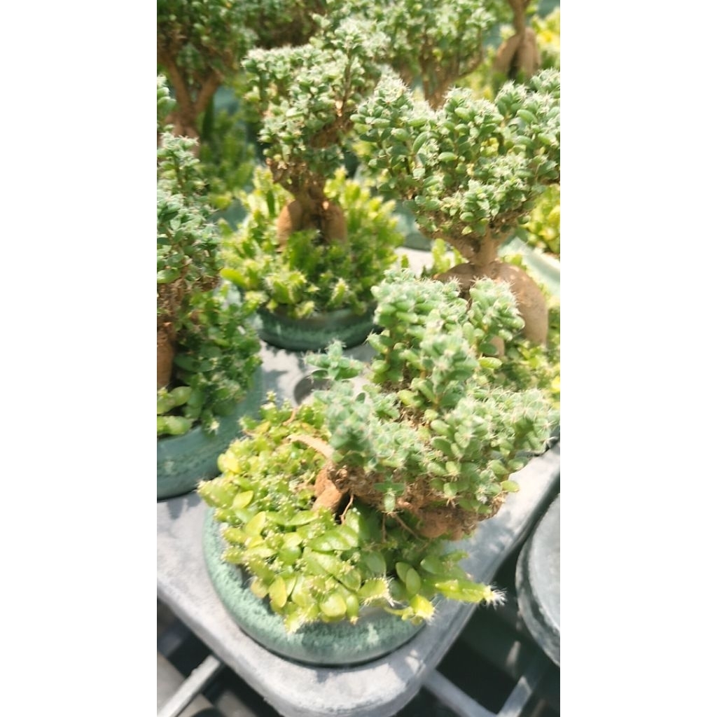 🌿 Euphorbia gorgonisหรือที่บางคนเรียกว่า #Euphorbia #bonsai" หรือ #Medusa’s Head Euphorbia" #ยูโฟร์เ