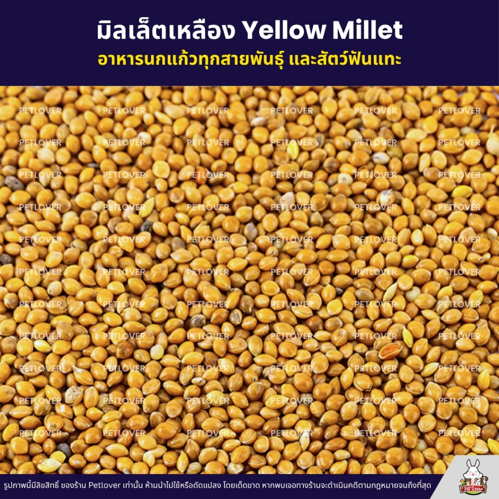 (5KG/10KG) มิลเล็ตเหลือง Yellow Millet เกรด A อาหารนกแก้ว และสัตว์ฟันแทะ ใหม่ สด สะอาด ร่อนฝุ่นทุกถุง ราคา ถูกที่สุด ดีลบีเคเค แกลเลอรีภาพที่ 2