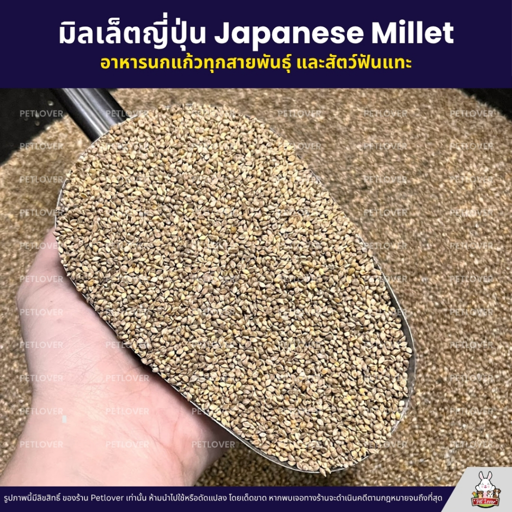 (5KG/10KG) มิลเล็ตญี่ปุ่น Japanese Millet เกรดA อาหารนกแก้ว และสัตว์ฟันแทะ สะอาด ร่อนฝุ่นทุกถุง - รูปที่ 2