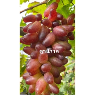 องุ่นเสียบยอดพันธุ์ดีทุกสายพันธุ์ ชื้อ5แถม1ฟรี