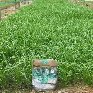 ตราลูกโลก เมล็ดผักบุ้งนัมเบอร์วัน ขนาด 1000 กรัม Morning glory เมล็ดพันธุ์ผัก ผักสวนครัว ผักซอง