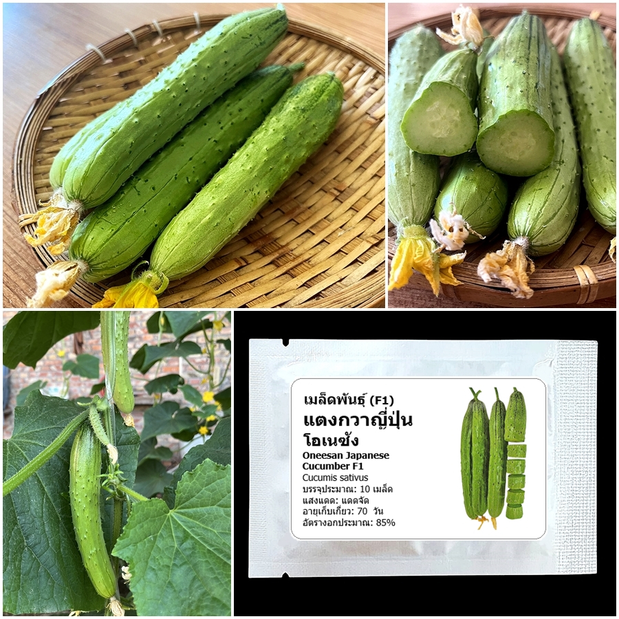 เมล็ดพันธุ์ แตงกวาญี่ปุ่น เทสตี้กรีน Tasty Green F1 Cucumber Seed 10 เมล็ด คุณภาพดี ของแท้ 100%