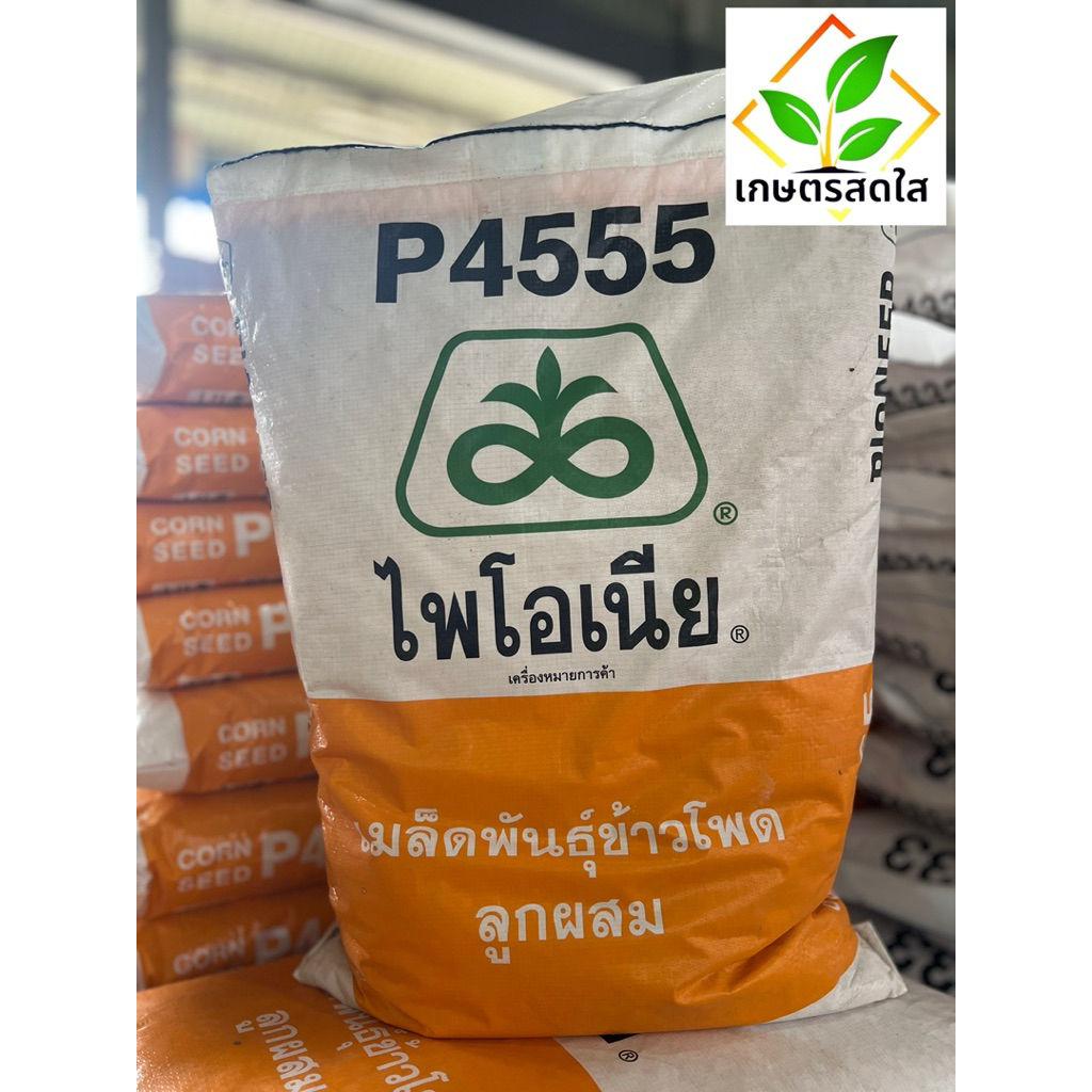 ข้าวโพดไพโอเนีย P4555 ขนาด 3.5 หุน 10 กก. ใบใหญ่ตั้ง เขียวสวย ฝักใหญ่ ผลผลิตดี