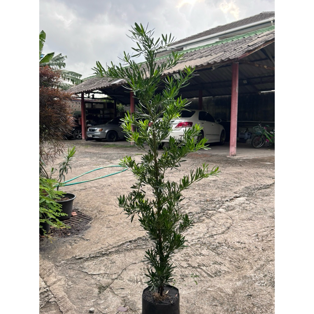 ต้นสนจักรพรรดิ์ หรือสนใบพาย ต้นไม้มงคลเสริมฮวงจุ้ย สูง1.5 เมตร - รูปที่ 2