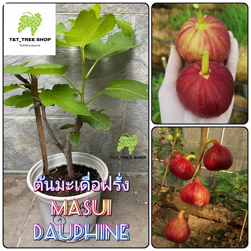 ต้นมะเดื่อฝรั่ง Masui Dauphine พันธุ์นำเข้า ผลใหญ่ หวาน หอม ปลูกง่าย
