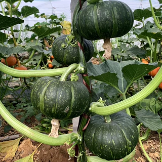เมล็ดพันธุ์ ฟักทองญี่ปุ่น มิโดริบิวตี้ Midori Beauty Kabocha Squash F1 5 เมล็ด คุณภาพดี ของแท้ 100%