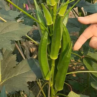 เมล็ดพันธุ์กระเจี๊ยบเขียว 40-100 เมล็ด งอกเร็ว โตไว ปลูกง่ายในดินทั่วไป (ซื้อ 10 แถม 1)