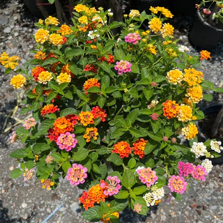 ผกากรองแฟนซี เสียบยอด มีหลายสีในต้น สวยมากๆ Lantana camara, tick berry