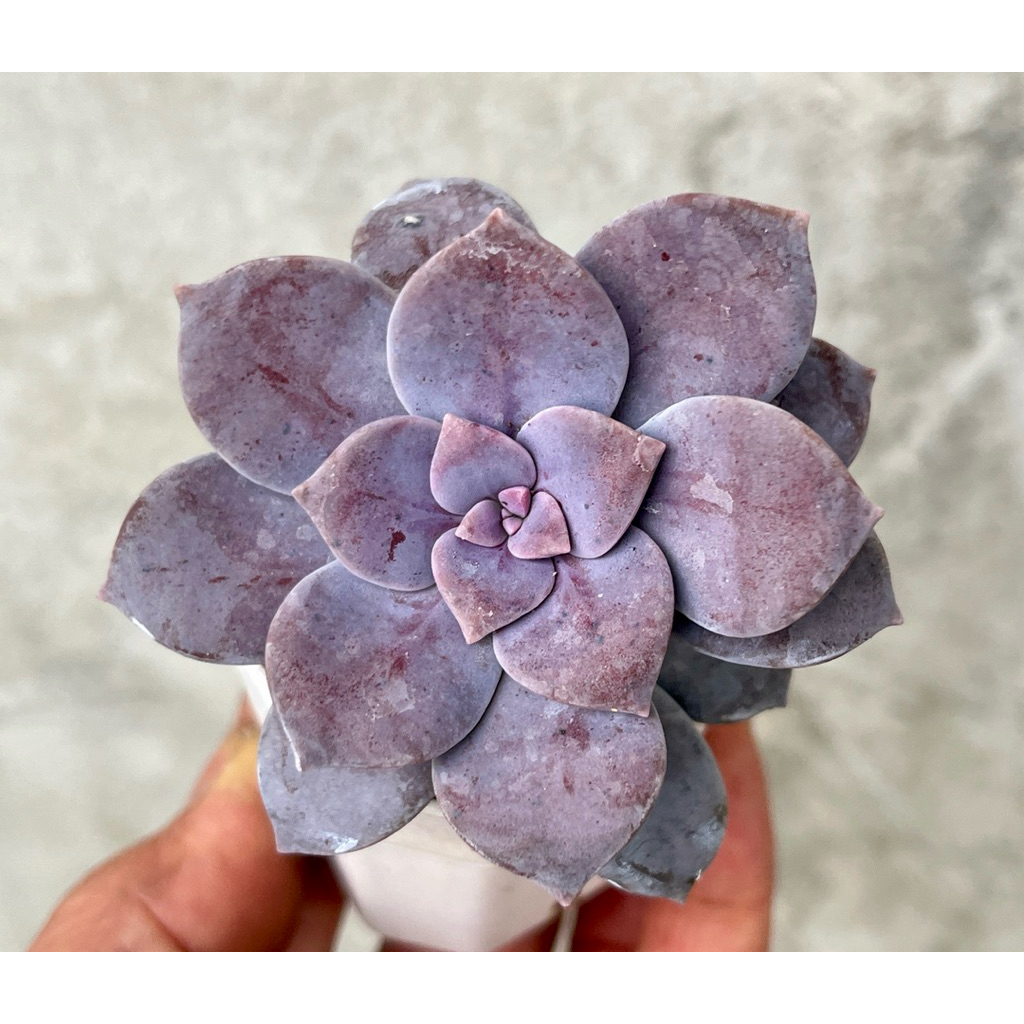Graptopetalum superbum ไม้อวบนำ้ กุหลาบหิน ขนาาด 2 นิัว ราคาถูก Shopee Lazada