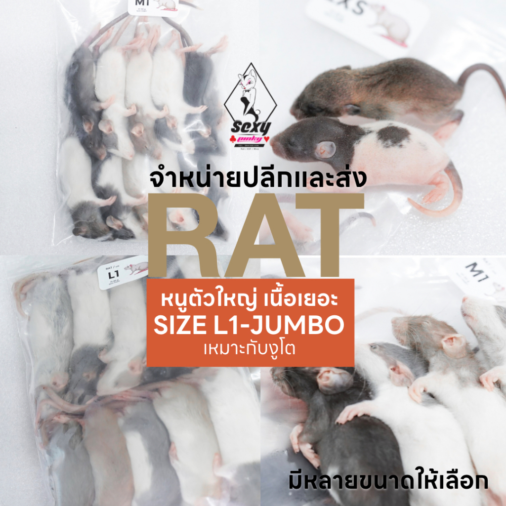 หนูแช่แข็ง Rat หนูตัวใหญ่ เนื้อเยอะ อาหารสำหรับงูโต จำหน่ายปลีกและส่ง มีหลายขนาด) XL-JUMBO