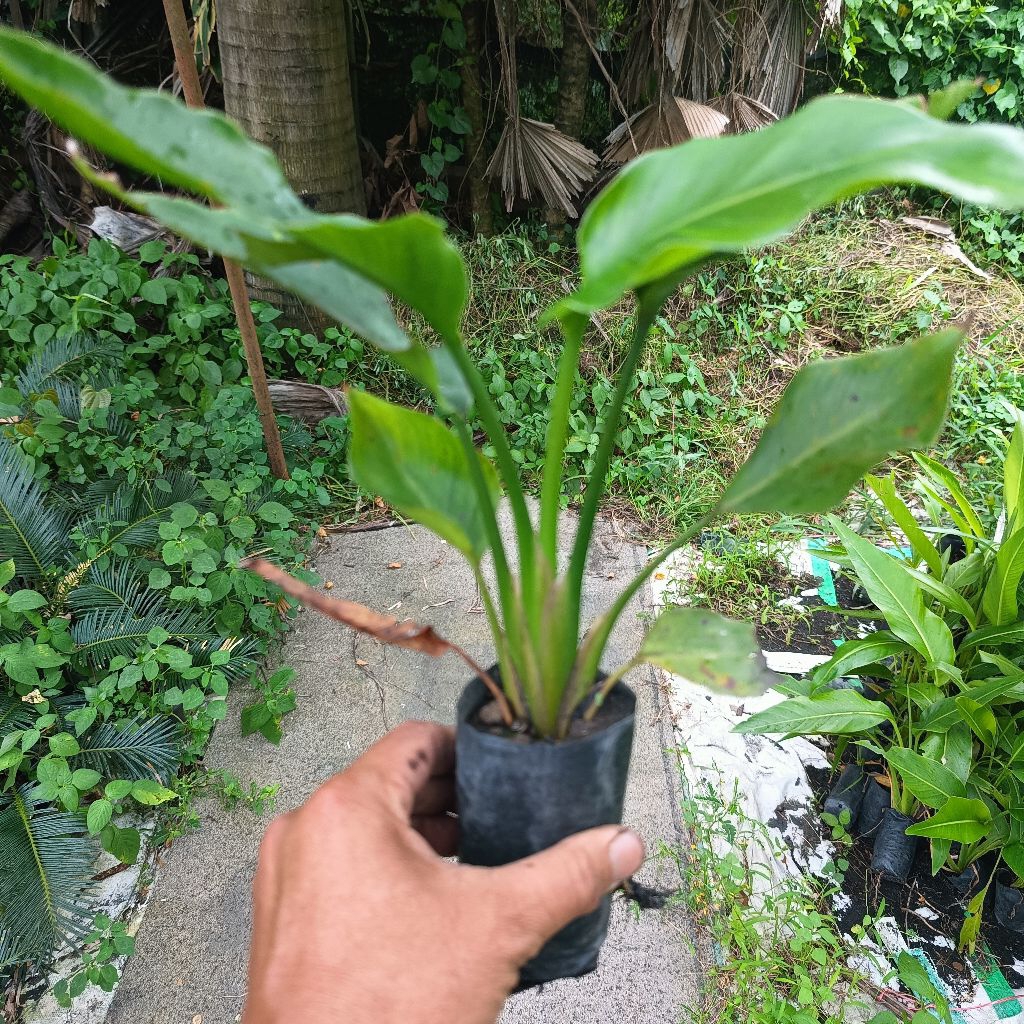 strelitzia nicolai white bird  เบิร์ดออฟพาราไดซ์สีขาวถุง2นิ้ว - รูปที่ 2