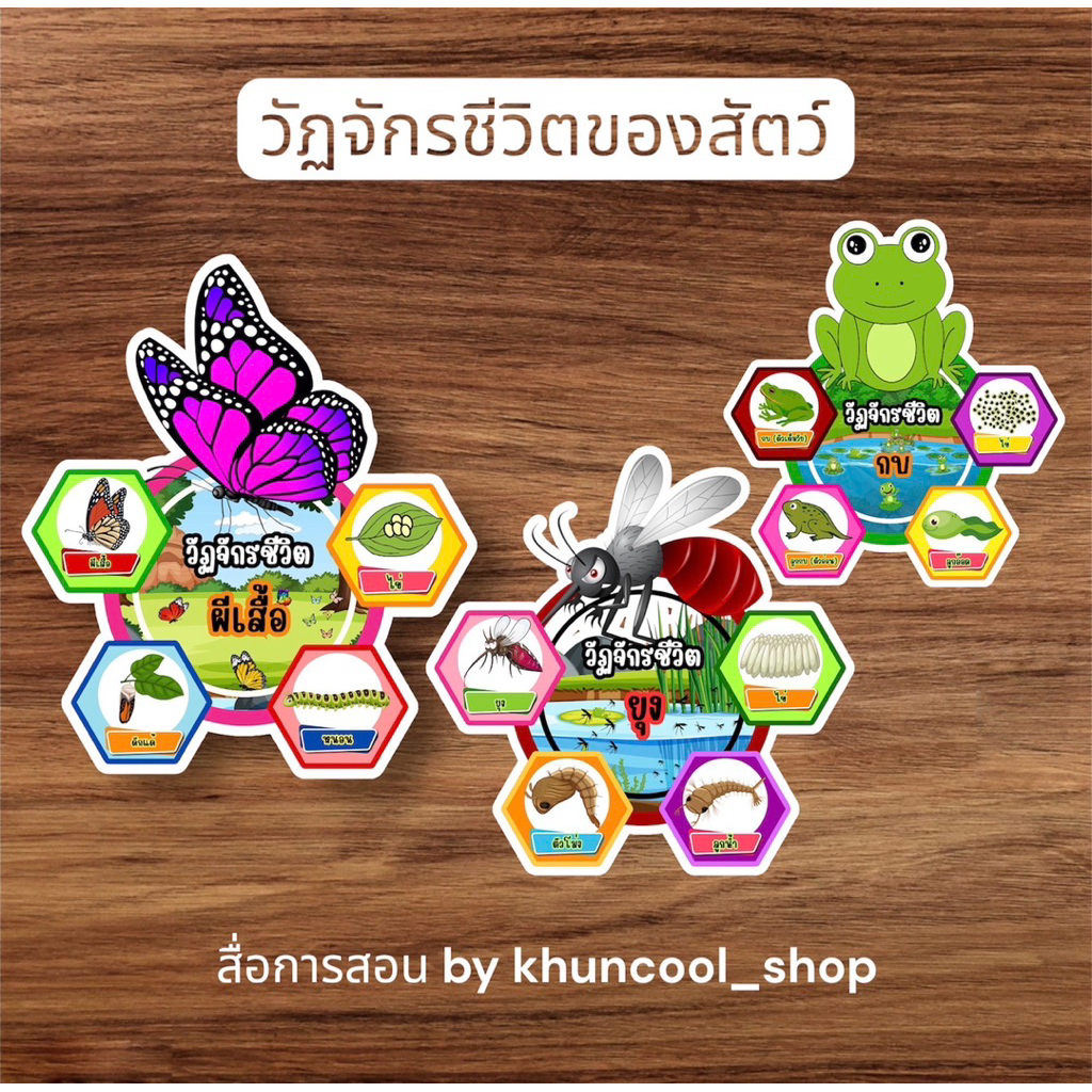 วัฏจักรชีวิตสัตว์-สื่อการสอนวิทยาศาสตร์🐸🦟🐝🐥🐛
