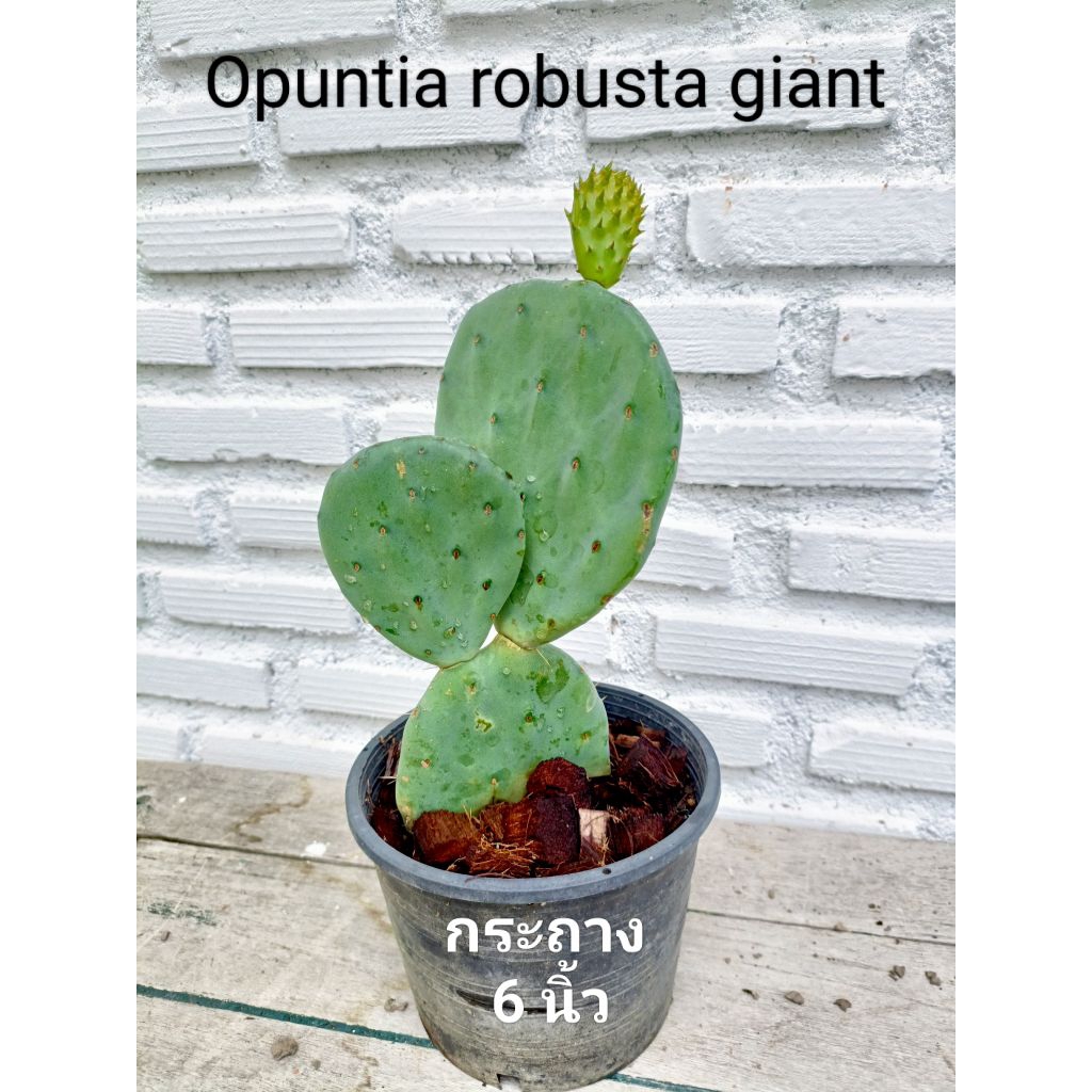 Opuntia robusta giant โอพันเทีย โรบัสต้า ไจแอนท์  แพดตัดสด ขนาด 5 นิ้วและต้น