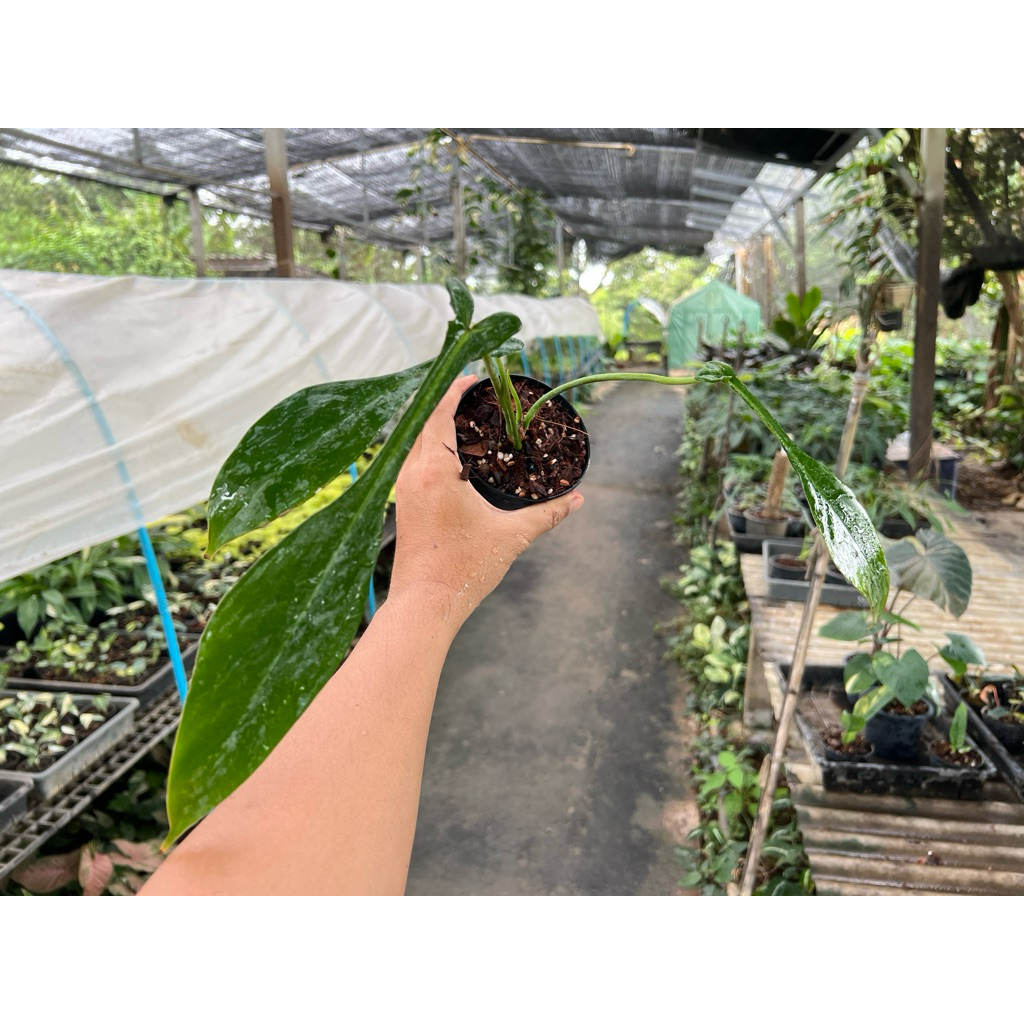 Philodendron joepii กระถาง 4"