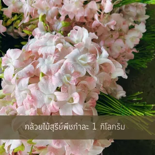ดอกกล้วยไม้สุรีย์พีชน้ำหนัก 1 กิโลกรัม | บ้านสวนแม่เงาะ | Baansuanmaengor