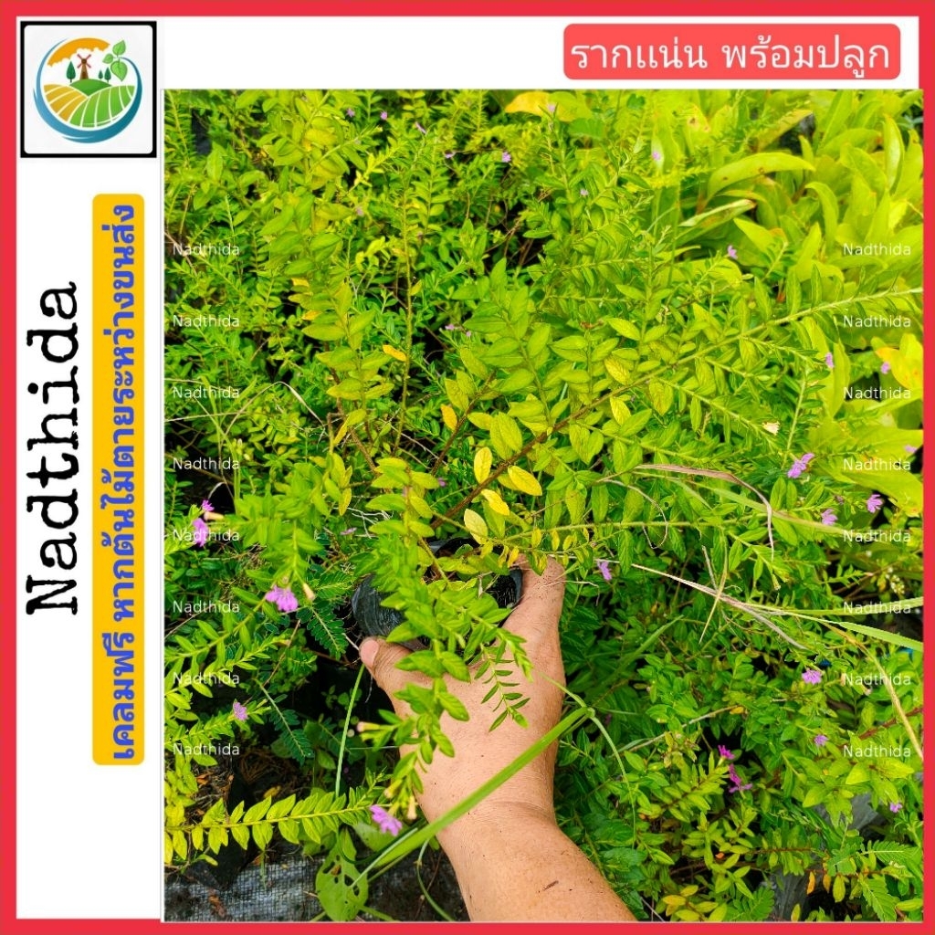 Nadthida ต้นหลิวไต้หวัน บ้านไทรทวี  ต้นไม้ตาย เคลมฟรี ทุกต้น เฉพาะ ระหว่างขนส่ง เท่านั้น หลิวไต้หวัน ต้นหลิว หลิว - รูปที่ 2